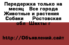 Передержка только на месяц - Все города Животные и растения » Собаки   . Ростовская обл.,Шахты г.